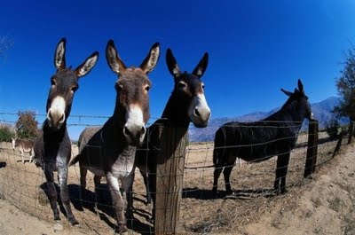 four-jackasses.jpg