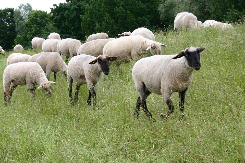 sheep-838489_960_720.jpg