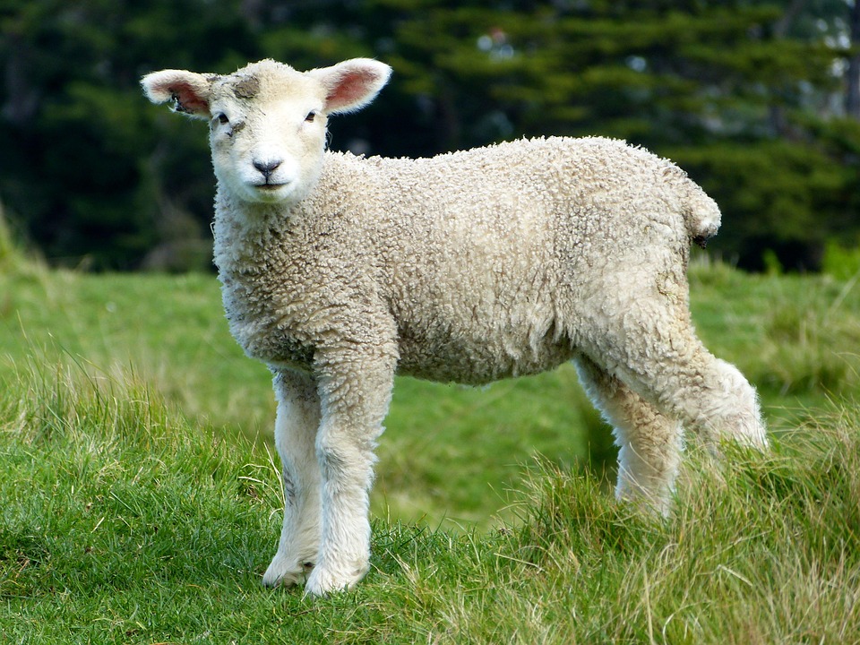 sheep-275928_960_720.jpg