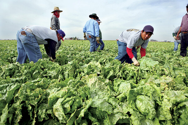 0409-cmexico-immigrants-mexico-harvest.jpg